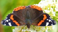 Voting "Der schönste Schmetterling im Westen"