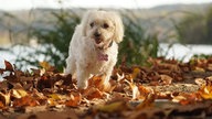 Herbst Spaziergangfoto