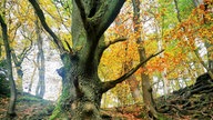 Herbst Spaziergangfoto