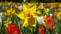 Ein Blumenbeet mit roten Tulpen und Narzissen.