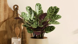 Calathea