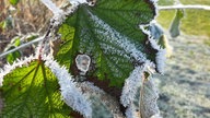 Ihre schönsten Frost-Fotos