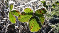 Ihre schönsten Frost-Fotos