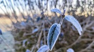 Ihre schönsten Frost-Fotos