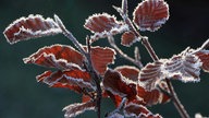 Ihre schönsten Frost-Fotos