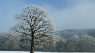 Ihre schönsten Frost-Fotos