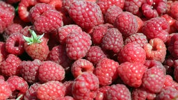 WDR, Hier und heute, Fernsehen, Beeren, Himbeere