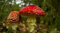 Ihre schönsten Fotos vom Herbstspaziergang