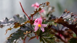 "Begonia serratipetala" mit dunkelgrünem Laub und rosa Blüten