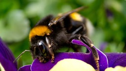 Eine Hummel auf einer violetten Blüte.