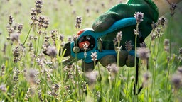 Lavendel zurückschneiden