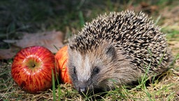 Igel mit Apfel