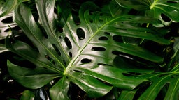 Monstera