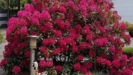 Rhododendron