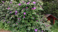 Rhododendron