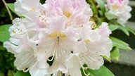 Rhododendron