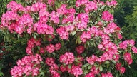 Rhododendron