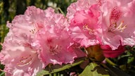 Rhododendron