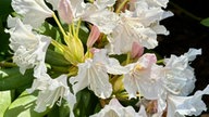 Rhododendron