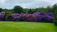 Rhododendron