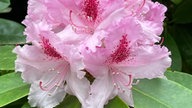 Rhododendron