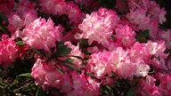 Rhododendron