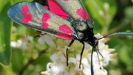 Schmetterling