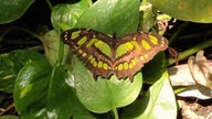 Schmetterling