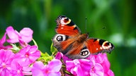 Schmetterling