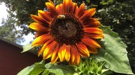 Sonnenblume 