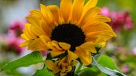 Sonnenblume 