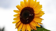 Sonnenblume 