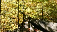 Ihre schönsten Fotos vom Herbstspaziergang