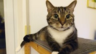 Pfötchenfreunde vor - wir suchen die süßeste Katze im Westen!