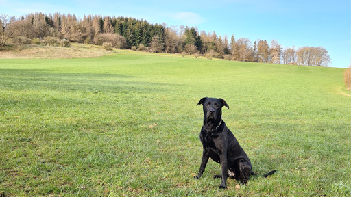 Ein Hund auf einem Grasfeld