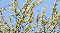 Weidenkätzchen unter blauem Himmel