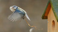 Vogel fliegt aus Vogelhäuschen