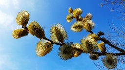 Blühende Weidenkätzchen vor blauem Himmel