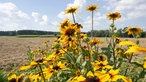 Blumen, im Hintergrund Ackerfläche auf dem Hof von Anna Pröbstle