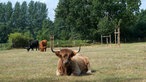 Hochlandrind liegt auf der Weide. 