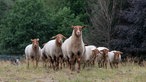 Schafe auf der Weide