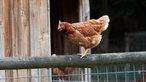 Ein Huhn balanciert auf einem Geländer.