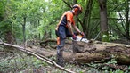 Jochen Kanders zersägt einen gefällten Baum. 