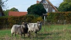 Zwei Schafe auf Weide