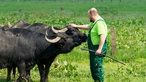  Martin Döring inmitten seiner Wasserbüffel.