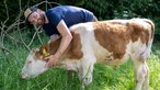 Melvin Berger mit einem Rind auf der Weide.