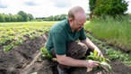 Rainer Overkämping arbeitet auf dem Feld.