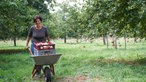 Sylke Lenzen mit einer Schubkarre voller Äpfel. 