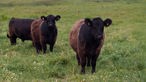 Galloway-Rinder : Drei dunkelbraune Rinder mit schwarzen Köpfen
