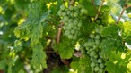 Weintrauben im Weinberg von Rebecca Materne und Janina Schmitt.
